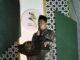 Gelar Acara Wisuda, Ustaz Musleh Sebut Tahun Ini Merupakan Perayaan Istimewa